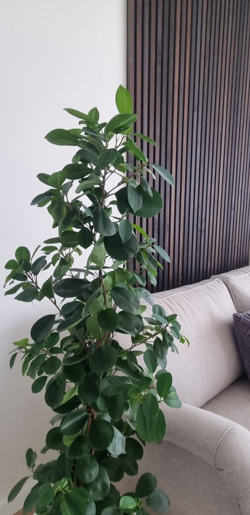 Image 4 of 7 in Akupanel | 300 gallery